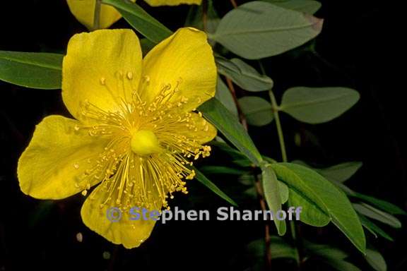 hypericum patulum 3 graphic